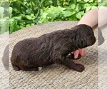 Small #8 F2 Aussiedoodle