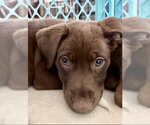 Small Labrador Retriever Mix