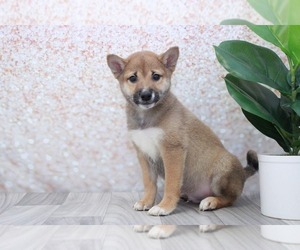 Zuchon Puppy for sale in MARIETTA, GA, USA