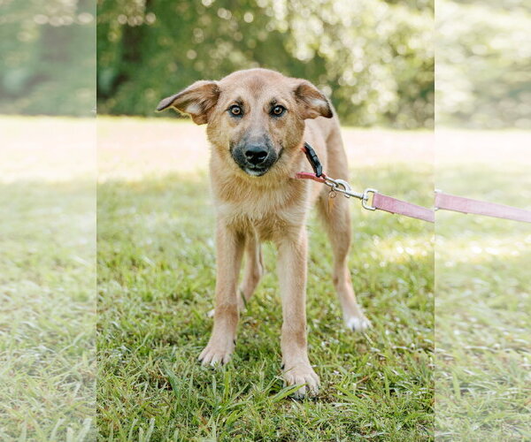 Medium Photo #2 Australian Retriever Puppy For Sale in Attalka, AL, USA