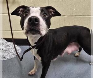 American Pit Bull Terrier Dogs for adoption in Denver, CO, USA
