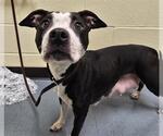 Small American Pit Bull Terrier