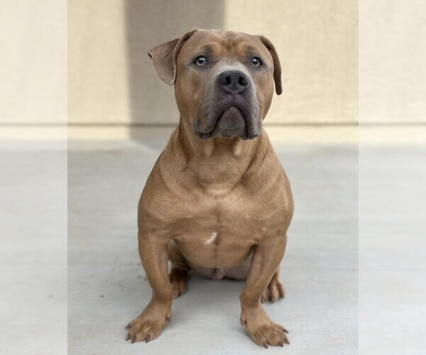 Medium Photo #2 American Pit Bull Terrier Puppy For Sale in Chandler, AZ, USA