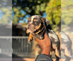 Medium English Bulldogge