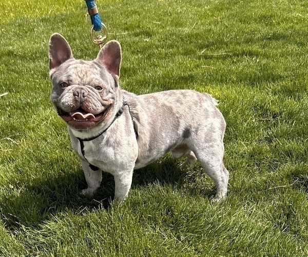 Medium Photo #1 French Bulldog Puppy For Sale in MIDDLEBURY, IN, USA