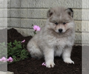 Pomsky Puppy for sale in FREDERICKSBURG, OH, USA