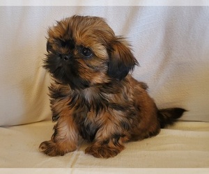 Shih Tzu Puppy for Sale in CULBERTSON, Nebraska USA