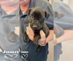 Small #2 American Pit Bull Terrier-German Shepherd Dog Mix