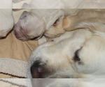 Small Photo #19 English Cream Golden Retriever Puppy For Sale in RINGGOLD, GA, USA