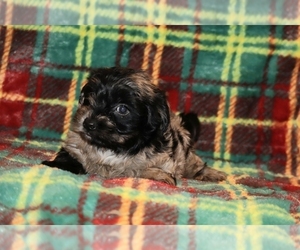 Medium Yorkiepoo mix (+ Poodle Toy)