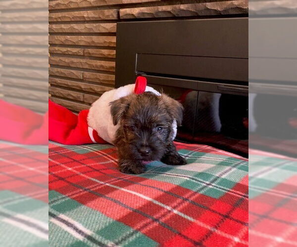 Medium Photo #3 Cairn Terrier-Unknown Mix Puppy For Sale in Springdale, PA, USA