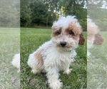 Small #28 Poodle (Miniature)