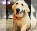 Small #4 Great Pyrenees