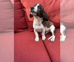 Small #3 Dachshund Mix