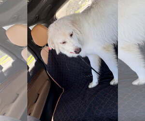 Great Pyrenees-Unknown Mix Dogs for adoption in Bonita Springs, FL, USA