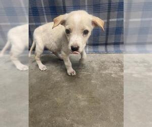 Labrador Retriever Dogs for adoption in Rosenberg, TX, USA