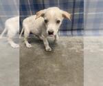 Small Labrador Retriever