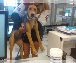 Mutt Dogs for adoption in Oklahoma City, OK, USA