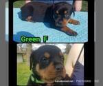 Small Photo #8 Rottweiler Puppy For Sale in COLUMBIA, MO, USA