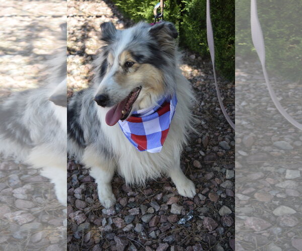Medium Photo #1 Collie Puppy For Sale in Pueblo West, CO, USA