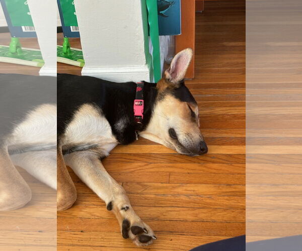 Medium Photo #5 Doberman Pinscher-Unknown Mix Puppy For Sale in Los Angeles, CA, USA