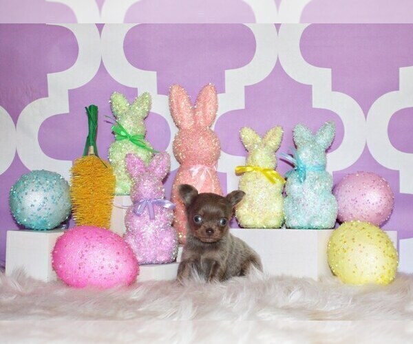 Medium Photo #3 Chihuahua Puppy For Sale in CHARLESTON, AR, USA