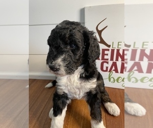 Bernedoodle Puppy for sale in GARRETTSVILLE, OH, USA