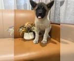 Puppy 7 Akita