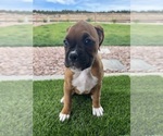 Puppy Puppy 1 Boxer