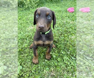 Doberman Pinscher Puppy for sale in CHICKAMAUGA, GA, USA