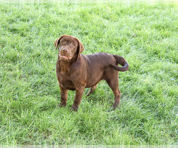 Medium Photo #1 Labrador Retriever Puppy For Sale in SYRACUSE, IN, USA
