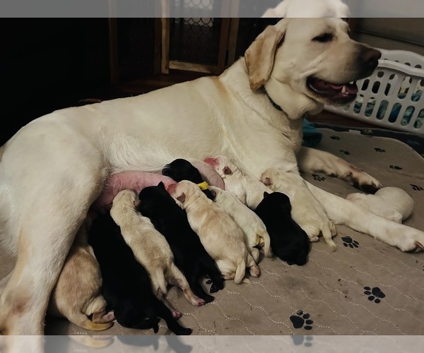 Medium Photo #3 Labrador Retriever Puppy For Sale in LOUISBURG, NC, USA