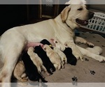 Small #2 Labrador Retriever