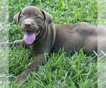 Small #10 American Staffordshire Terrier-Labrador Retriever Mix