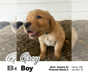 Medium Golden Retriever