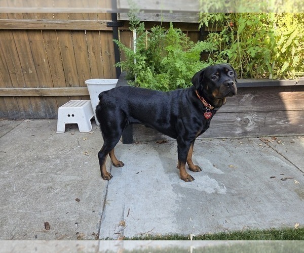 Medium Photo #8 Rottweiler Puppy For Sale in CHICAGO, IL, USA