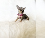 Small #6 Chihuahua