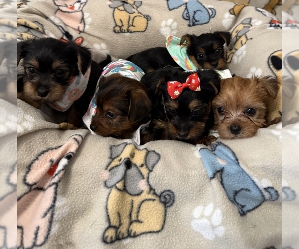 Medium Photo #1 Yorkshire Terrier Puppy For Sale in ORLANDO, FL, USA