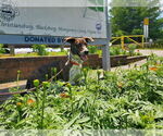 Small #6 Mountain Cur Mix