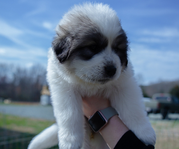 Medium Photo #7 Great Pyrenees Puppy For Sale in SILER CITY, NC, USA