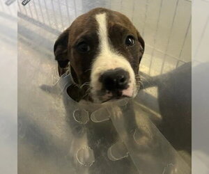 American Staffordshire Terrier-Unknown Mix Dogs for adoption in San Antonio, TX, USA