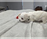 Small Photo #7 Maltese Puppy For Sale in OCALA, FL, USA