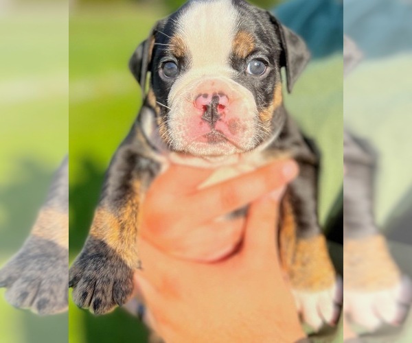 Medium Photo #1 English Bulldog Puppy For Sale in HARRISBURG, PA, USA