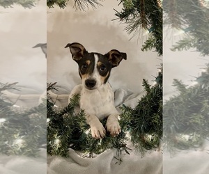 Rat Terrier Puppy for sale in HILLSBORO, WI, USA