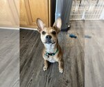 Small #24 Boston Terrier Mix