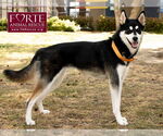 Small #3 Huskies -Siberian Husky Mix