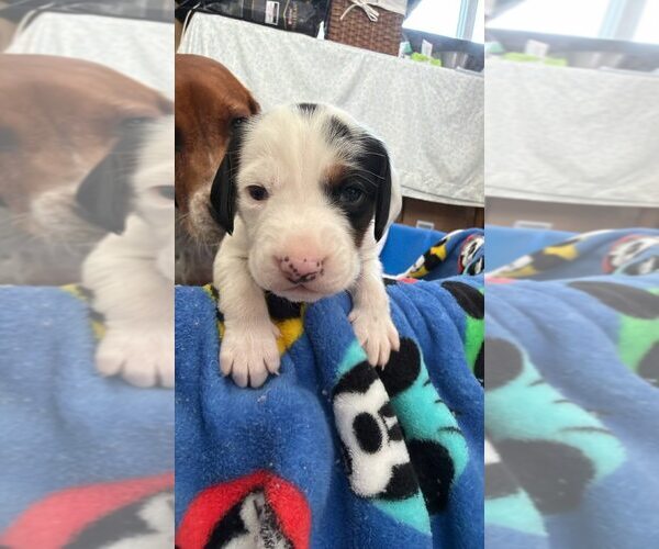 Medium Photo #1 Beagle-Unknown Mix Puppy For Sale in New York, NY, USA