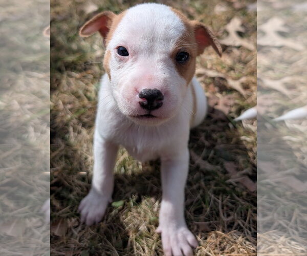 Medium Photo #3 Mutt Puppy For Sale in Brooklyn Center, MN, USA