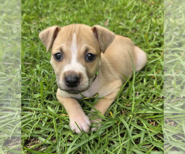 Medium Photo #5 Mutt Puppy For Sale in Holly Springs, NC, USA