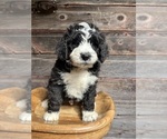 Small #7 Bernedoodle